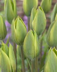Set against the rustic winter backdrop of the colorado western slope, evergreen is the story of an interfaith couple's tumultuous relationship over a pivotal christmas. 470710 Viridiflora Tulpe Evergreen