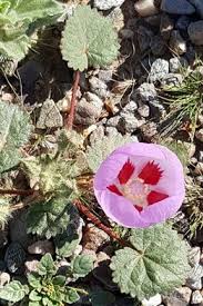 The inn at death valley, death valley national park. Wildflowers Spotted In Death Valley