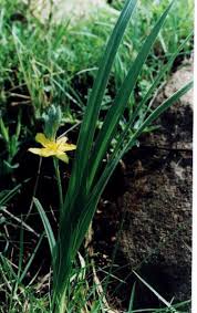 Image result for Hypoxis angustifolia