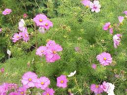 Image result for Cosmos bipinnatus