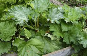 Rhabarbertee Gegen Blattlause Rhabarber Gartentipps Garten Pflanzen