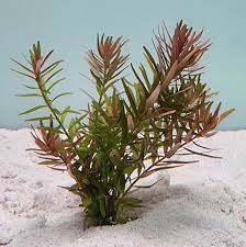 Image result for Rotala filiformis