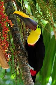 Tropical Black Bird With Large Beak Black Mandibled Toucan Ramphastos Ambiguus Is A Large Toucan From Northern South America Beautiful Birds Pet Birds Tropical Birds