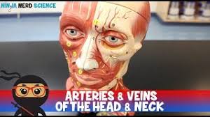 Introduction the thyroid gland is the largest endocrine gland located in the anterior triangle of the neck. Circulatory System Arteries Veins Of The Head Neck Head Model Youtube