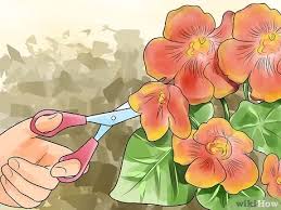 Thin to 1 once true leaves emerge.hanging baskets or containers: How To Grow Nasturtiums 12 Steps With Pictures Wikihow