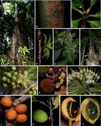 Image result for Sapotaceae