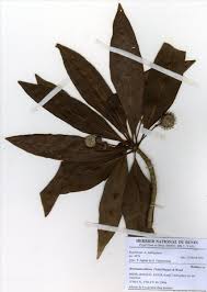 Image result for Breonadia salicina