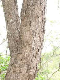 Image result for Pericopsis