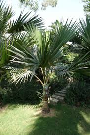 Image result for Latania loddigesii