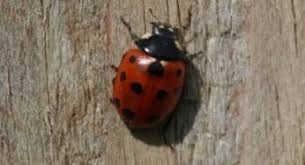 British designs, inspired by sophie's love of nature and the country life. Will Ladybugs Stay In My Garden How To Attract And Keep Them