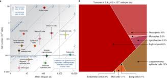 Assume that your total number of workers is 1,000 on january 1st. The Distribution Of Cellular Turnover In The Human Body Nature Medicine
