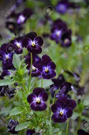 We did not find results for: Dark Purple Viola Flowers Selective Focus Stock Photo Picture And Royalty Free Image Image 66185494