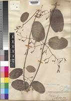 Image result for Tacazzea