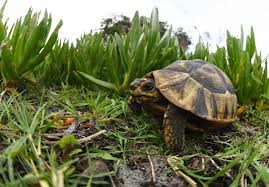 Image result for Vangueria vestita