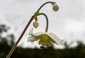 Image result for Clematis villosa