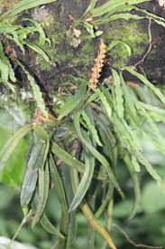 Image result for Chamaeangis