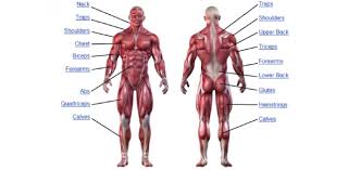 Only true fans will be able to answer all 50 halloween trivia questions correctly. Human Muscle Anatomy Quiz Questions Proprofs Quiz