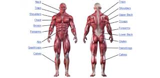 Learn about chest muscles human anatomy with free interactive flashcards. Human Muscle Anatomy Quiz Questions Proprofs Quiz