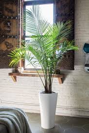 It is very shade tolerant, and it is a slow grower. 20 Best Tall Indoor Plants Best Indoor Trees For Your Home