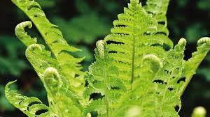 7 Jenis Tumbuhan Paku Dan Gambarnya Kenali Ciri Ciri Dan Pemanfaatan Hot Liputan6 Com