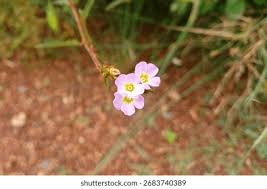 Image result for Melochia