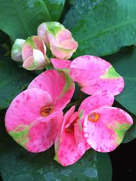 Image result for Euphorbia lissosperma
