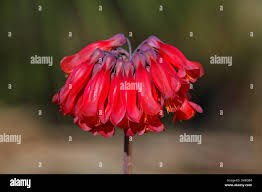 Image result for Bryophyllum tubiflorum