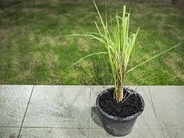 Try these organic methods to keep common garden pests out of your garden safely and naturally. Lemon Grass Plants Buying Growing Guide Trees Com
