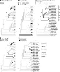 Image result for Antopetitia abyssinica