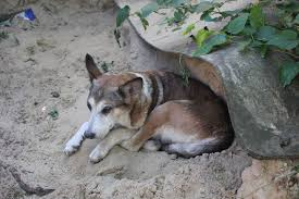 Erstaunliche aufnahmen aus der nähe einer geschlossenen chemiefabrik in russland: Friedhof Der Kuscheltiere Hund Wird Lebendig Begraben Gala De