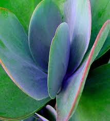 Pin By Debra Lee Baldwin On Succulent Chic Planting Succulents Succulents Growing Succulents