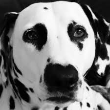 Black And White Hound Black And White Picture Of A Black And White Dog Jasmine My Dalmatian Black And White Dog Dalmatian Dogs