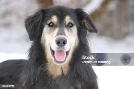 Девочка Гладит Бездомную Собаку Уход За Животными Приют Для Бездомных  Животных — стоковые фотографии и другие картинки Близость