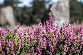 Warna sekunder adalah warna yang misal, ungu, hijau, dan oranye. Heather Heide Erika Bunga Bunga Heathland Berwarna Merah Muda Ungu Erica Calluna Kesehatan Luneburg Pikist