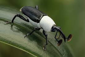 Black And White Insect Black White Weevil In 2020 Weird Insects Cool Insects Weevils