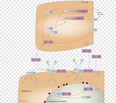 Cystic fibrosis (cf) is caused by genetic mutations that affect the cystic fibrosis transmembrane conductance regulator (cftr) protein. Lumacaftor Ivacaftor Pharmacodynamics Cystic Fibrosis Transmembrane Conductance Regulator Pharmacokinetics Pharmacodynamics Text Pharmaceutical Drug Png Pngegg