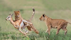 Related Image Animal Action Cheetah Prey