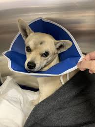 Did you know that drla has a sister recue in utah? Dachshund Rescue South Florida Fundrazr