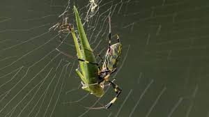 Image result for Solenangis clavata