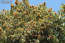 Image result for Guazuma