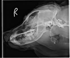 Radiographic Positioning Head Shoulders Knees Toes