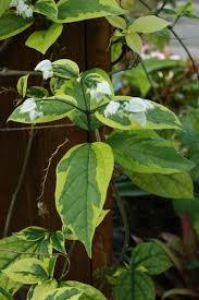 Image result for Clerodendrum ternatum