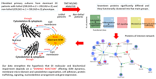 Klik disini itulah pembahasan mengenai aplikasi domino rp versi v1.67 update terbaru april 2021, semoga menghibur dan pantau terus situs kami untuk informasi menarik lainnya. Ijms Free Full Text Intracellular And Extracellular Markers Of Lethality In Osteogenesis Imperfecta A Quantitative Proteomic Approach Html