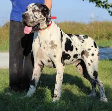 Big, tall, strong and powerful, even when a puppy, there is nothing delicate and small about a great dane. European Great Dane Puppies For Sale Petsidi