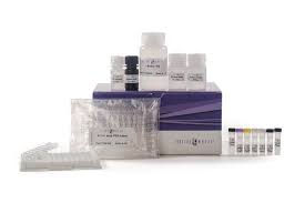 Global 5-hmC DNA ELISA Kit | Detect 5-hmC in 5 ng Genomic DNA