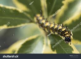 Australian Caterpillar On Branch Stock Photo Edit Now