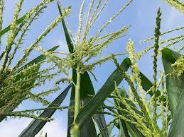 Untuk membaca artikel selengkapnya dengan klik link di atas. Sdn 2 Gegesik Wetan Wasta Kembang Nalika Sunda