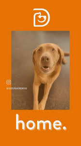 D O G T O P I A 🏠 We strive to provide a safe, fun, & comforting  environment to meet your dog’s individualized needs. Come see us for any of  your pup’s daycare, boarding, and spa needs. We want to ...