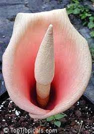 Pin On Unusual Plants Flowers