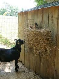 Check spelling or type a new query. Wordless Wednesday Silly Hen Goat Barn Pygmy Goat Goat Feeder